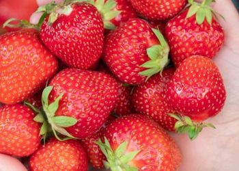 Fragole: gusto, benessere e nutrizione in un solo frutto