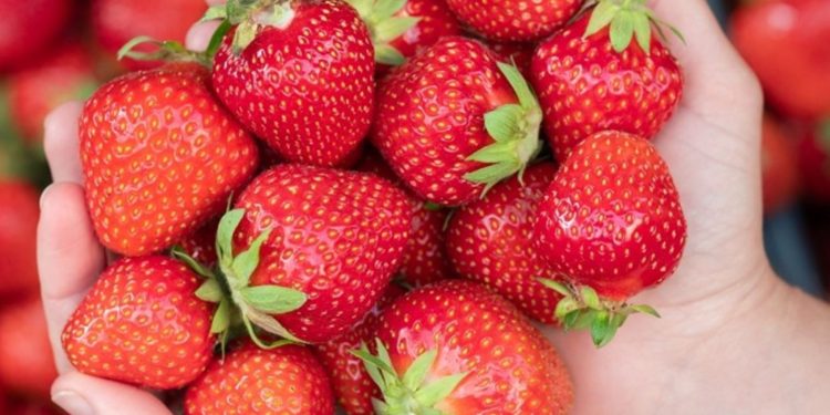 Fragole: gusto, benessere e nutrizione in un solo frutto